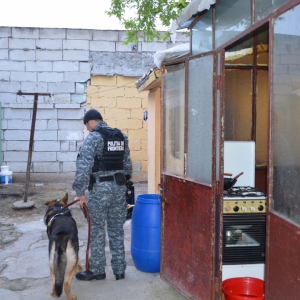 Patru percheziţii domiciliare în Constanţa pentru