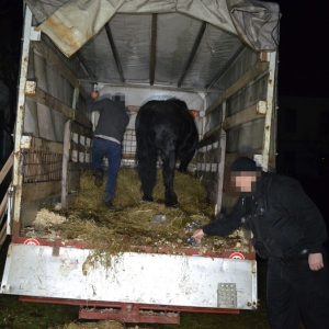 Ţigări ascunse sub fân, într-o autoutilitară