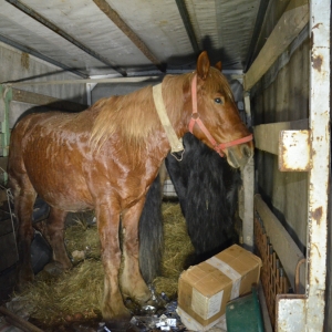 Ţigări ascunse sub fân, într-o autoutilitară