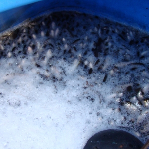 O tona de puiet de peste pescuit ilegal, redata mediului