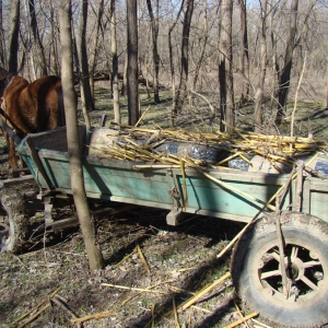 Captură record de ţigări la frontiera de Est - Peste