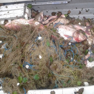 Percheziţii la domiciliile unor tulceni suspectaţi de