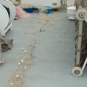 Calcani şi sturioni redaţi mediului natural de către poliţiştii de frontieră