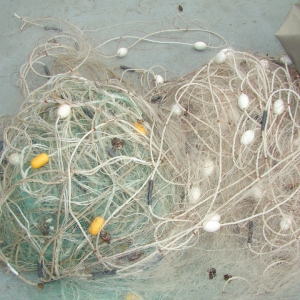 Calcani şi sturioni redaţi mediului natural de către poliţiştii de frontieră