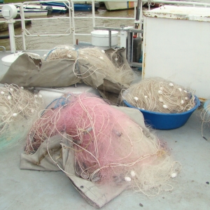 Calcani şi sturioni redaţi mediului natural de către poliţiştii de frontieră