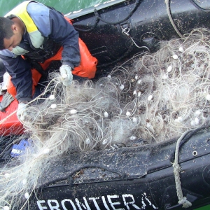 Calcani şi sturioni redaţi mediului natural de către poliţiştii de frontieră