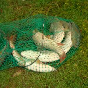 Calcani şi sturioni redaţi mediului natural de către poliţiştii de frontieră