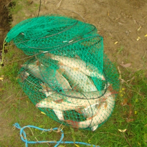 Calcani şi sturioni redaţi mediului natural de către poliţiştii de frontieră