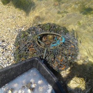 Doi constănţeni, prinşi în timp ce pescuiau ilegal rapană din Marea Neagră