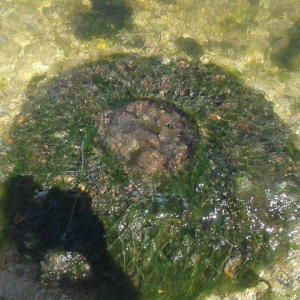 Doi constănţeni, prinşi în timp ce pescuiau ilegal rapană din Marea Neagră