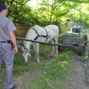 Contrabandă cu căruţa pe malul Prutului