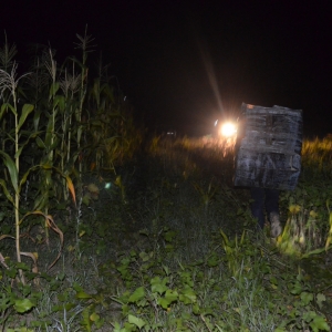 Ţigări în valoare de aproximativ 65.000 lei, confiscate la frontieră