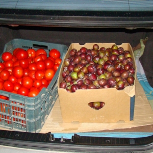 Aproximativ 8.000 de ţigarete disimulate în lădiţele cu fructe, depistate la PTF Galaţi-rutier