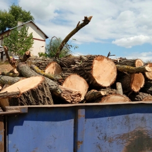 Material lemnos în valoare de 1.300 lei confiscat de poliţiştii de frontieră călărăşeni