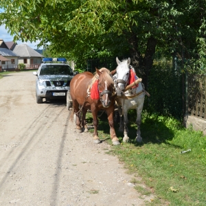 Ţigări ascunse sub nisip, transportate cu un atelaj hipo