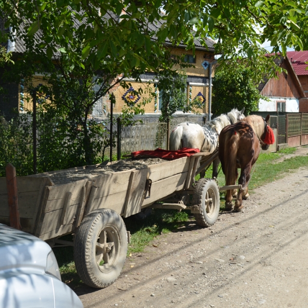 Ţigări ascunse sub nisip, transportate cu un atelaj hipo