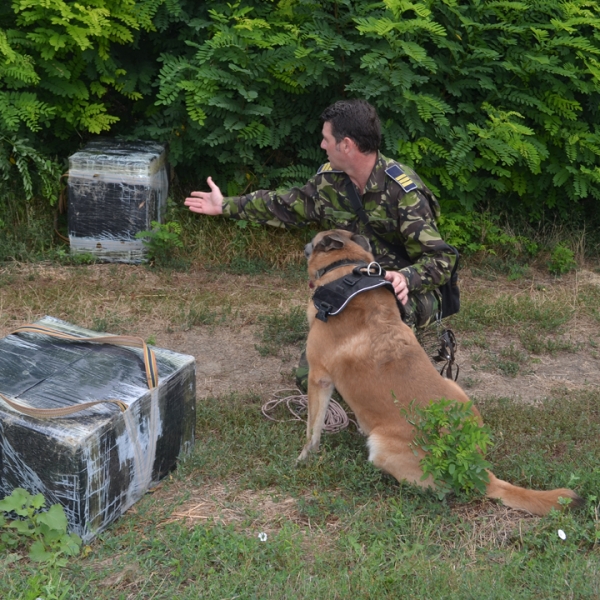 Contrabandist moldovean depistat într-un lan de porumb de poliţiştii de frontieră