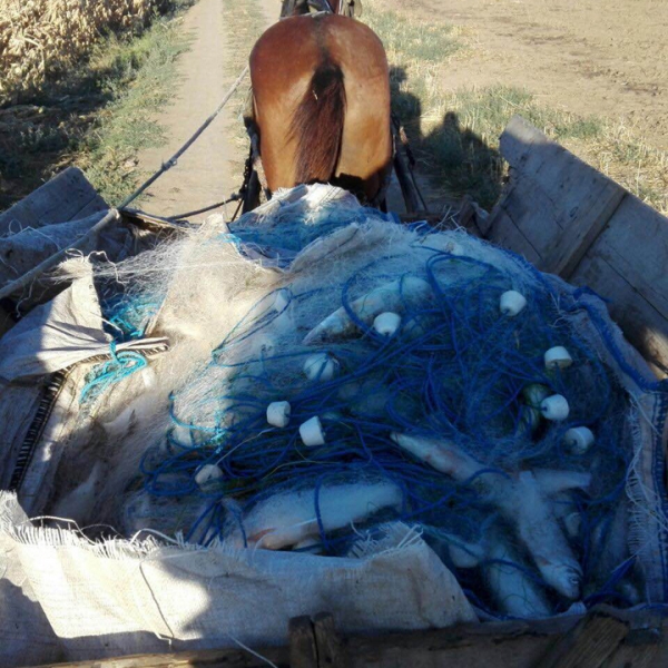 1,5 km de plase monofilament şi 160 kg peşte, confiscate la Tulcea