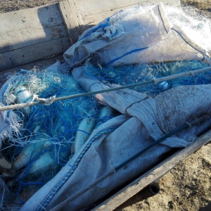 1,5 km de plase monofilament şi 160 kg peşte, confiscate
