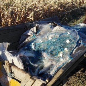 1,5 km de plase monofilament şi 160 kg peşte, confiscate