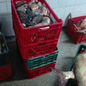 Peste 500 de kilograme de peşte confiscate la Tulcea