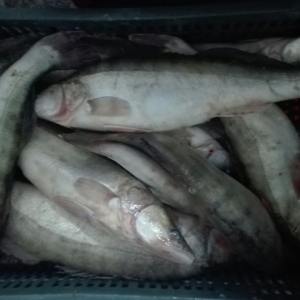 Peste 500 de kilograme de peşte confiscate la Tulcea