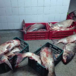 Peste 500 de kilograme de peşte confiscate la Tulcea