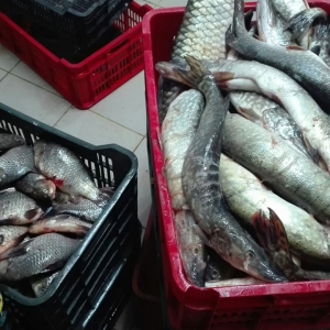 Peste 500 de kilograme de peşte confiscate la Tulcea