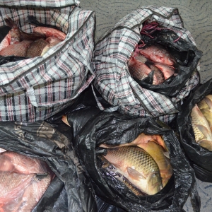 Peste 130 kg peşte fără documente legale, confiscate de poliţiştii de frontieră gălăţeni