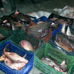 Aproximativ 400 kg peşte fără documente legale, confiscate la Tulcea
