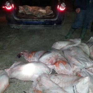 Aproximativ 400 kg peşte fără documente legale, confiscate la Tulcea