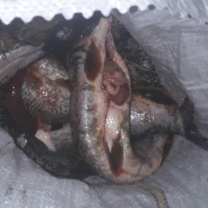 Peşte și icre confiscate de polițiștii de frontieră din cadrul S.P.F. Chilia