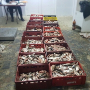 Peste 350 kilograme de peşte,  confiscate de poliţiştii de frontieră tulceni