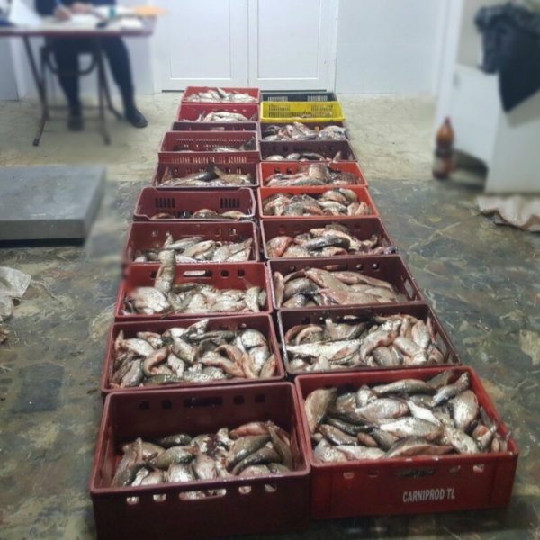 Peste 350 kilograme de peşte, confiscate de poliţiştii de frontieră tulceni