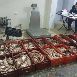 Peste 350 kg peşte fără documente legale,  confiscate de poliţiştii de frontieră tulceni
