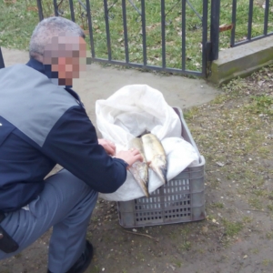 Peşte fără documente legale,  confiscat de poliţiştii de frontieră mehedinţeni