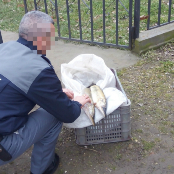Peşte fără documente legale, confiscat de poliţiştii de frontieră mehedinţeni