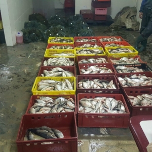 Aproximativ jumătate de tonă de peşte și plase monofilament, confiscate de poliţiştii de frontieră tulceni