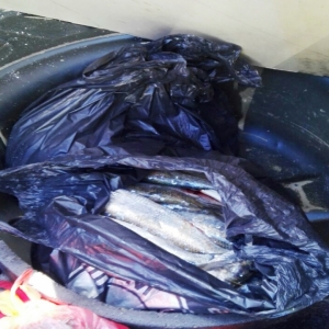 35 kg de scrumbie fără documente legale, confiscate de poliţiştii de frontieră gălăţeni