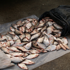 Peşte fără documente legale, confiscat de poliţiştii de frontieră brăileni