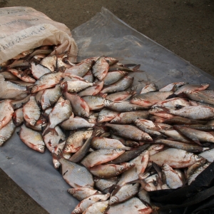 Peşte fără documente legale, confiscat de poliţiştii de frontieră brăileni