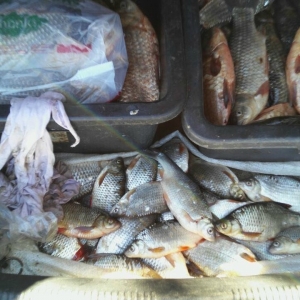 Peste 100 kg peşte fără documente legale, confiscate de poliţiştii de frontieră constănţeni