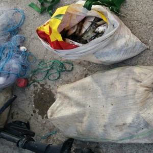 Peste 50 de kilograme de peşte pescuite ilegal,descoperite de poliţiştii de frontieră brăileni