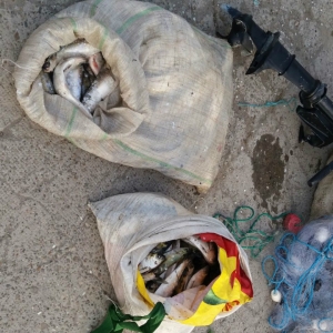 Peste 50 de kilograme de peşte pescuite ilegal,descoperite de poliţiştii de frontieră brăileni