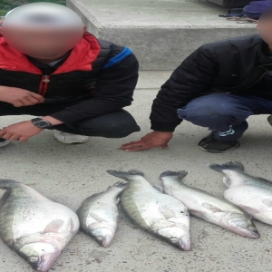 Peste 50 de kilograme de peşte pescuite ilegal,descoperite de poliţiştii de frontieră brăileni