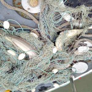 Doi brăileni cercetaţi pentru braconaj piscicol