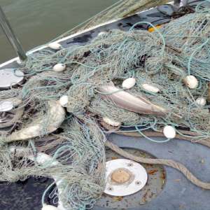 Doi brăileni cercetaţi pentru braconaj piscicol