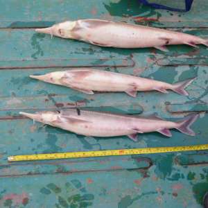 Doi brăileni cercetaţi pentru braconaj piscicol