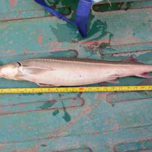 Doi brăileni cercetaţi pentru braconaj piscicol