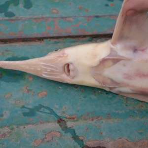 Doi brăileni cercetaţi pentru braconaj piscicol